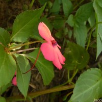 Impatiens walleriana Hook.f.